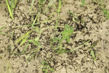 Anthill in the Fieldの写真素材