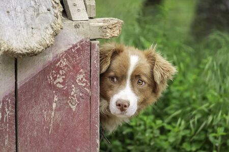 Guard Dog Near His Doghouseの写真素材