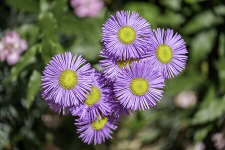 Purple Daisies Close-upの写真素材