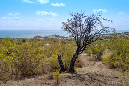 Lonely Dry Tree Near the Black Sea Landscapeの写真素材