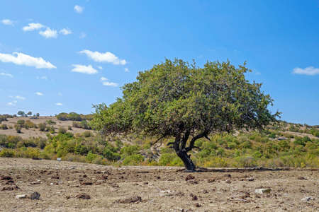 Lonely Beautiful Tree and Cloudy Sky Backgroundの写真素材
