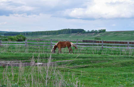 lonely horse grazes in the meadowの写真素材
