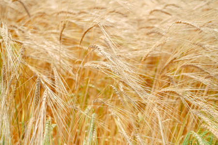 golden wheat field. sowing work. sown field with wheat. Agriculture. work of an agronomistの写真素材