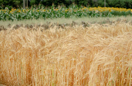 golden wheat field. sowing work. sown field with wheat. Agriculture. work of an agronomistの写真素材