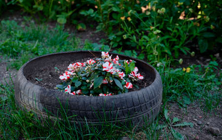 New Guinea Impatiens. Busy Lizzie, Busy Lizzy. red flower in the garden. New Guinea Impatiens. Busy Lizzie. Busy Lizzie. Flowerbed with flowers. Country flowers.の写真素材