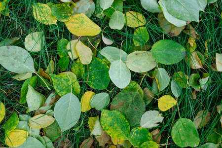 green leaves background. autumn leavesの写真素材