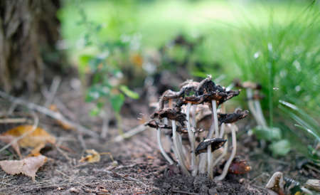mushroom in the forest. black mushrooms focusの写真素材