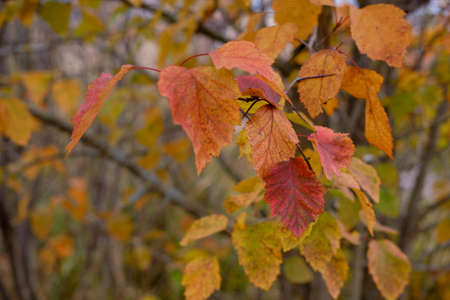 autumn leaves on a tree. red and orange leaves on a branchの写真素材