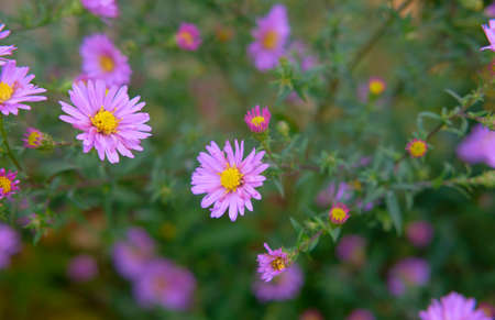 field of flowers. purple flowers bouquet. Blue cornflowers. Beautiful flowers with bokehの写真素材