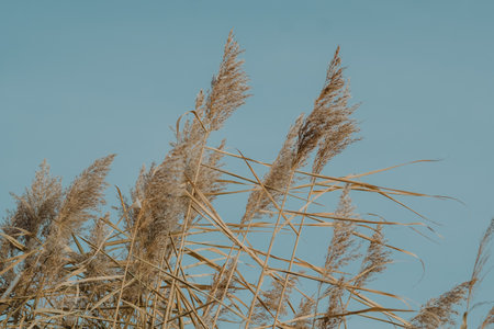 ears of wheat against the blue sky. Phragmites against the sky. reed layer, reed seeds. Golden reed grass in the fall in the sun. Abstract natural background.Beautiful pattern with neutral colors.の写真素材