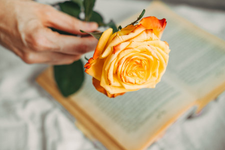 yellow-red rose on the book. Aesthetics of roses. Old book and rose. Atmospheric frame with flowers. Reading a book in bed. Rose close-up. Hand holding flowerの写真素材
