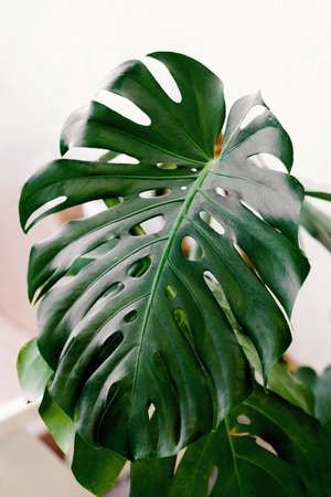 large monstera leaf. Beautiful green leaf. green leaves background. large green leaf. natural...