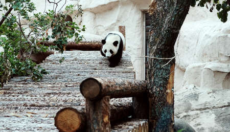 Moscow. Russia 27.06.2020 Panda at the Moscow Zoo.