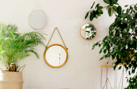 green corner with plants interior of the house. Round mirrors in the interior.ficus in a wicker pot....