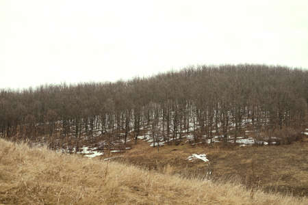 Wide hills and fields. Spring colors. Brown toning. Spring forest on the hill. Trees without...