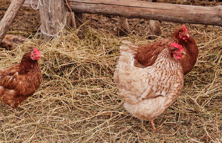 chickens walk on the hay in the countryside. flock of chickens grazing in the hay. red hen grazing in the field.の写真素材
