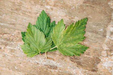 Fresh and currant leaves on a white wooden table. Top view. Save the summer. The season of...