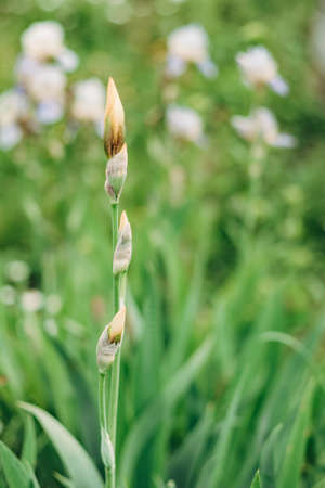 Unblown Iris barbata Lady flower, Iris germanica. green flower stem close upの写真素材