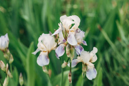 Beautiful purple iris flowers grow in the garden. Close-up of iris flower on blurred green natural background. Full Bloom trend. Shallow depth of field.の写真素材