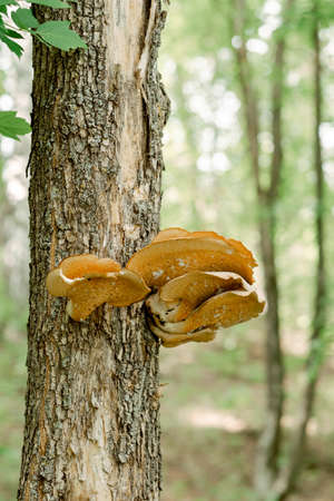 big mushroom on the tree close up. yellow and strange mushroom on poplar. unusual places for...