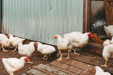 Chicken broilers. Poultry farm