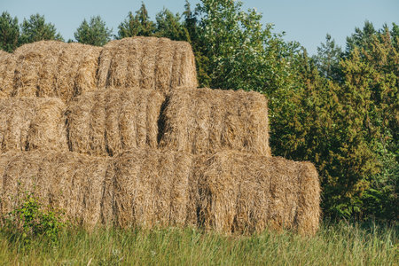Haystack harvest spring field landscape. Haystack agriculture field landscape. Haystacks stacked on...