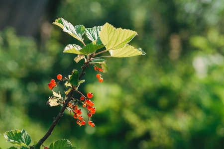 On the branch bush berries are ripe redcurrant, copy spase.Ribes rubrum, Currant harvest.
