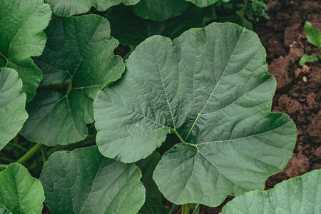 large green pumpkin leaf. Natural background.の写真素材