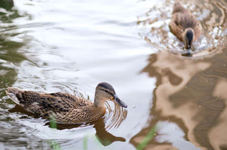 A horizontal shot of cute ducks swimming in a lake. Wild ducks in nature.