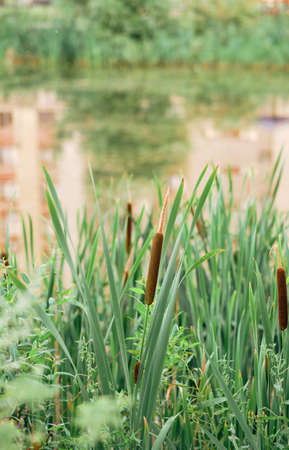 Close up of Narrow-leaved Cattail or Soft Flag plant. (Typha angustifolia). Reed on the lake....