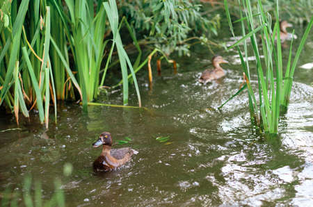 Tufted ducks swim in the lake. .A horizontal shot of cute ducks swimming in a lake.の写真素材