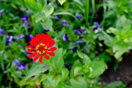 Red Zinnia graceful An annual herb, a species of the genus Zinnia of the Aster family. lonely red...