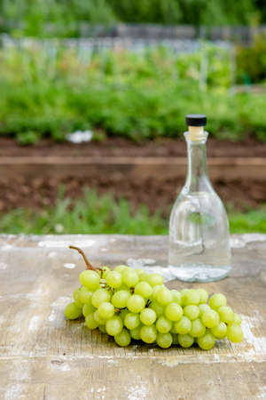 White wine bottle, glass, young vine and bunch of grapes against green spring background. Summer grape drinkの写真素材