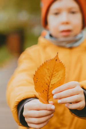 autumn yellow leaf close-up of child's hands. Autumn frame with a yellow leaf. Autumn theme on the street. vertical frameの写真素材
