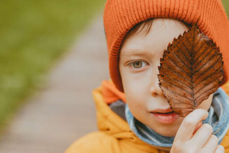 Boy with a withered leaf on his face in the fall. Autumn theme. A dried autumn leaf in the hands of a boy. Sad topic. Boy in a red hat and yellow jacket.の写真素材