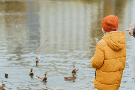 A boy in a yellow jacket feeds ducks on the lake, copy space. Feeding the ducks with bread. Walking in the autumn park by the lakeの写真素材