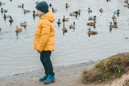A boy in a yellow jacket feeds ducks on the lake, copy space. Feeding the ducks with bread. Walking in the autumn park by the lakeの写真素材