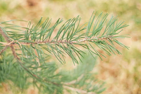 Spruce branch. Beautiful branch of spruce with needles. Christmas tree in nature. Green spruce.の写真素材