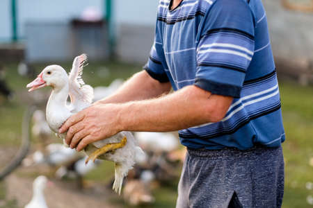 man holding a duck in his hands close-up. Household with birds. Poultry farmの写真素材