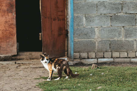Three color lucky cat with tortoiseshell coloring in front of a farmの写真素材