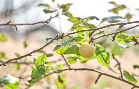 Close-up of one a yellow apple on a tree branch in a natural environment. The concept of...