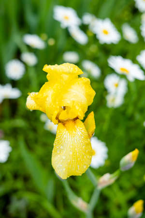 yellow iris close-up on a background of daisies
