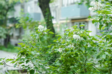 bush of white lilac in the yard of the house