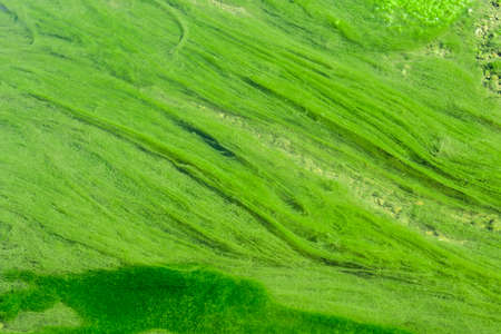 bright green mud close-up. Acid color green background