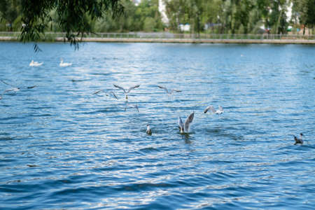 seagulls in the lake in the city park in summer.の写真素材