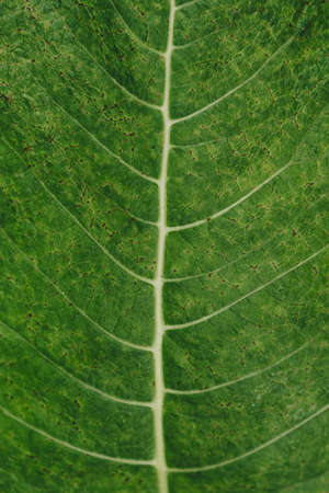 stylish green leaf ornament closeup,vertical frameの写真素材