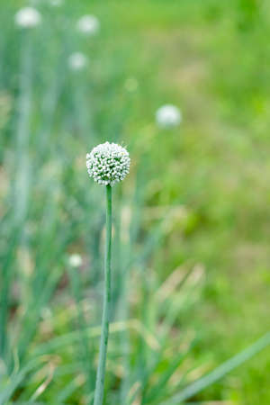 garlic flower close-up on a background of greeneryの写真素材