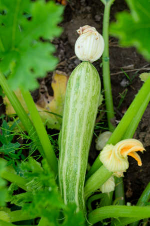 Small zucchini with a large flower. organically grown vegetablesの写真素材