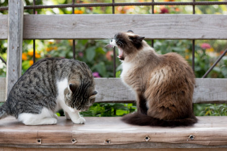 one cat yawns, the second licks itself, on a street bench, in summer