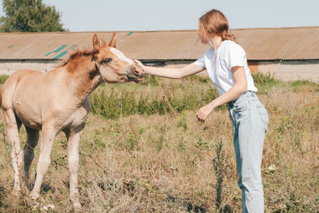 girl petting a foal in the meadow. Trust and tenderness of the girl to the horse
